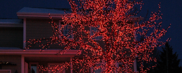 Tree in front yard with lights on it