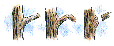 illustration of tree branch cutting