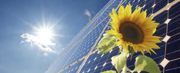 Solar panel and sunflower